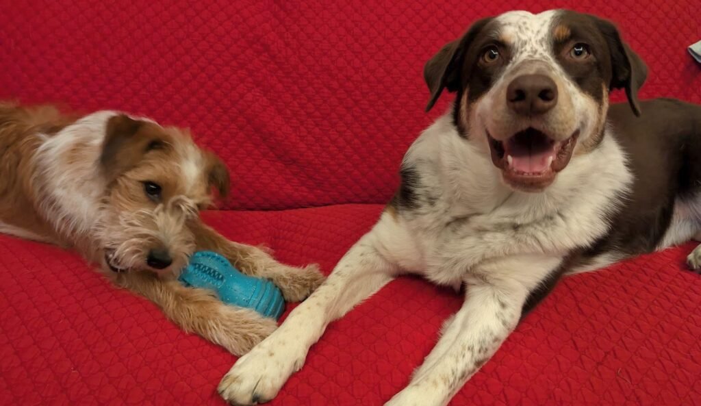 Two dogs playing indoor